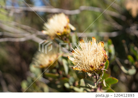 タンザニアのキリマンジャロ登山中の植物 120412893