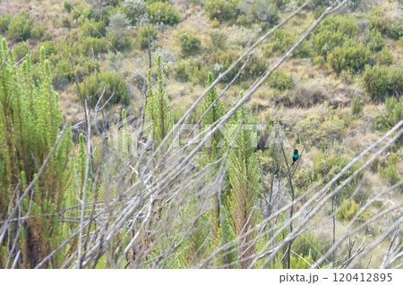 タンザニアのキリマンジャロ登山中の植物 120412895
