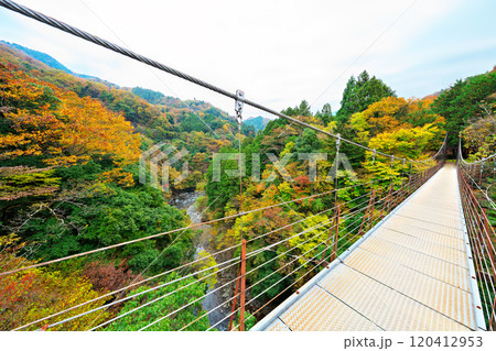 道志川、久保つりばしの紅葉 120412953