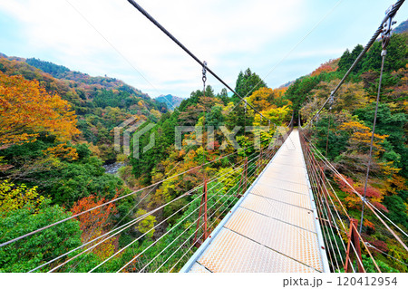 道志川、久保つりばしの紅葉 道志川、久保つりばしの紅葉 120412954