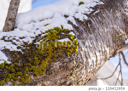 吹雪の後の桜の木 120412959