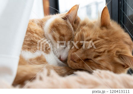 窓辺でくつろぐ二匹の猫 120413111