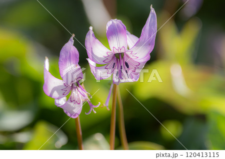 満開のカタクリの花 満開のカタクリの花 120413115