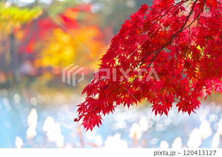 蓼科湖の紅葉 120413127
