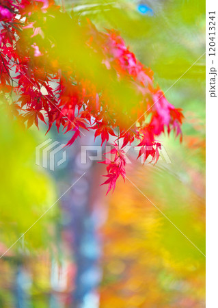 蓼科湖の紅葉 120413241