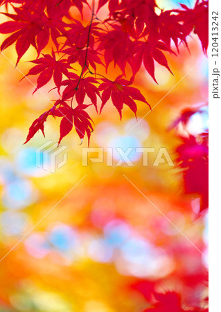 蓼科湖の紅葉 120413242