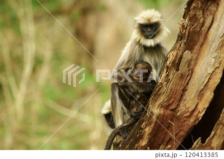 Image of a monkey holding on to a tree trunk with its cub in its arms. Image of a monkey holding on to a tree trunk with its cub in its arms. 120413385