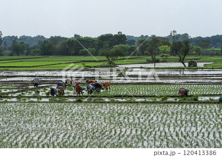 Image of people working in rice fields. 120413386