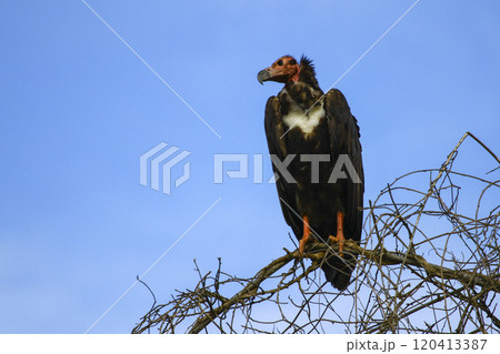 Image of a red-headed vulture perched on a branch. 120413387