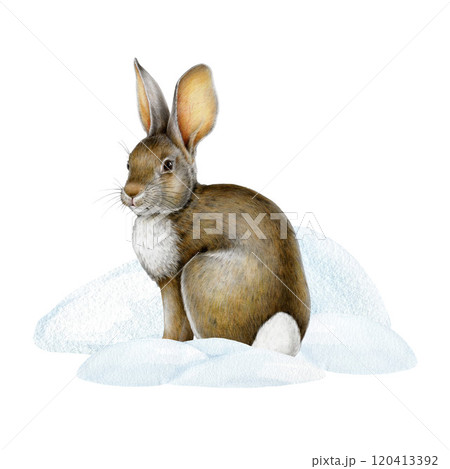 Hand painted vintage style winter season illustration of a bunny sitting in snowy drifts on a white background. Perfect for winter decor, holiday cards and seasonal designs. Realistic and detailed 120413392