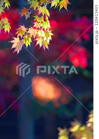 蓼科湖の紅葉 120413403