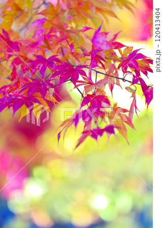 蓼科湖の紅葉 120413404