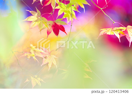 蓼科湖の紅葉 120413406