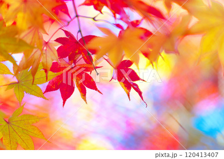 蓼科湖の紅葉 120413407