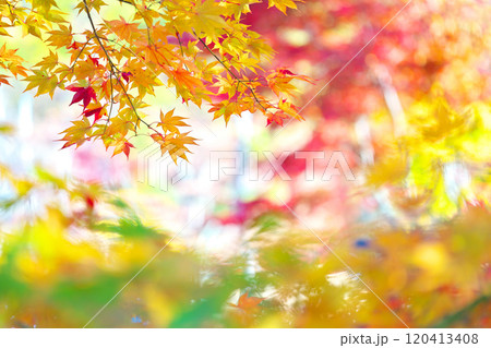 蓼科湖の紅葉 蓼科湖の紅葉 120413408