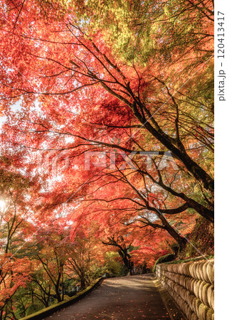 茨城県大子町　紅葉最盛期の永源寺もみじ寺 120413417