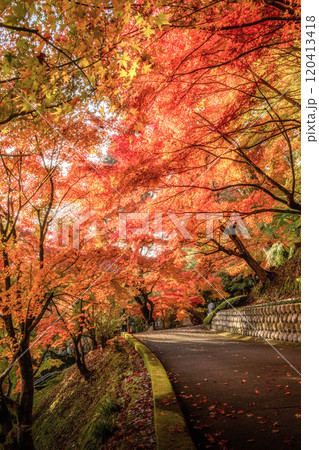 茨城県大子町　紅葉最盛期の永源寺もみじ寺 120413418