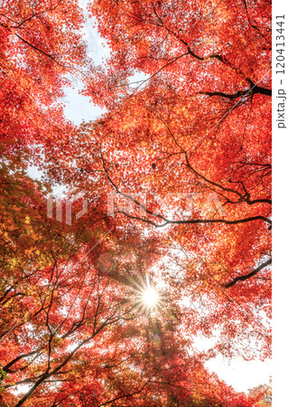 茨城県大子町　紅葉最盛期の永源寺もみじ寺 120413441