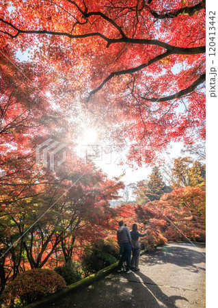 茨城県大子町　紅葉最盛期の永源寺もみじ寺 120413442