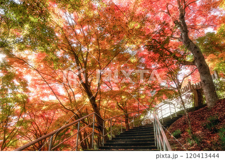茨城県大子町　紅葉最盛期の永源寺もみじ寺 120413444