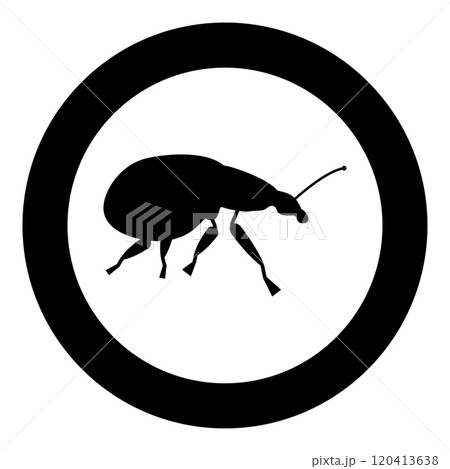 Weevil insect pest icon in circle round black color vector illustration image solid outline style 120413638