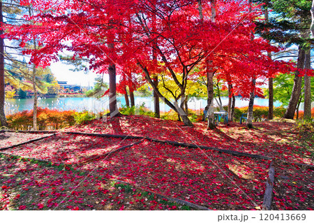蓼科湖の紅葉 120413669