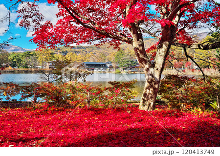 蓼科湖の紅葉 120413749