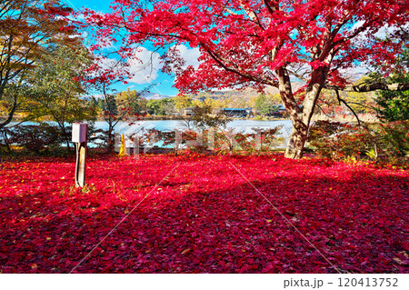 蓼科湖の紅葉 120413752