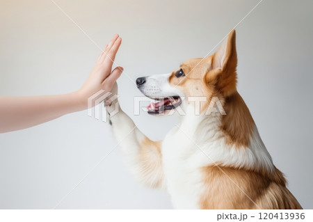Joyful corgi excitedly high-fives human hand Joyful corgi excitedly high-fives human hand 120413936
