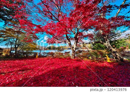 蓼科湖の紅葉 120413976
