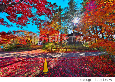 蓼科湖の紅葉 120413979