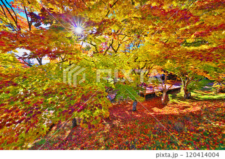 蓼科湖の紅葉 120414004