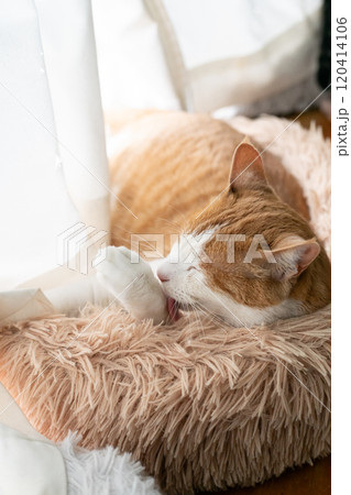 くつろぐ猫 茶トラ白 くつろぐ猫 茶トラ白 120414106