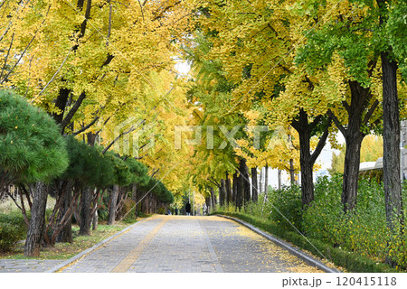 歩道のイチョウ並木【韓国ソウル】 120415118