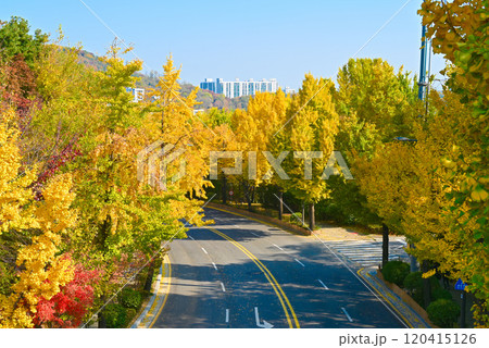 秋の南山山麓の銀杏並木【韓国/ソウル】 120415126