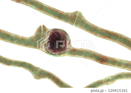 Basidiobolus ranarum microscopic fungi, 3D illustration. Cause chronic inflammatory subcutaneous mucormycosis 120415161