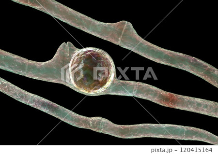 Basidiobolus ranarum microscopic fungi, 3D illustration. Cause chronic inflammatory subcutaneous mucormycosis 120415164
