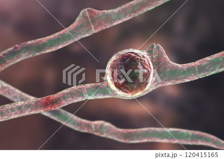 Basidiobolus ranarum microscopic fungi, 3D illustration. Cause chronic inflammatory subcutaneous mucormycosis 120415165