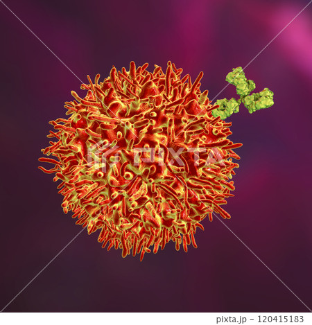 B-cell and antibodies 120415183