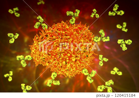 Plasma cell and antibodies 120415184