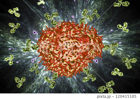 Plasma cell and antibodies 120415185