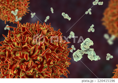 B-cell and antibodies 120415196