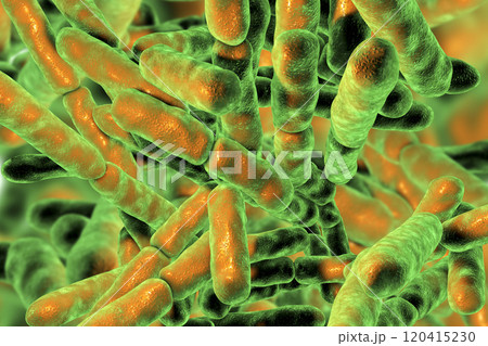 Probiotic Bacteria Bifidobacterium 120415230