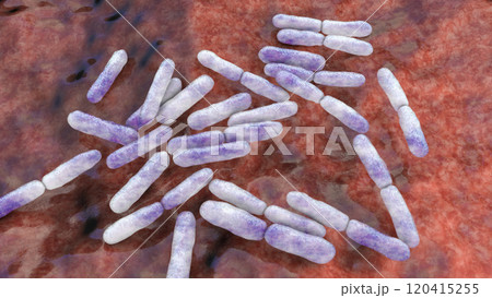 Bacteria Bifidobacterium, normal flora of human intestine Bacteria Bifidobacterium, normal flora of human intestine 120415255