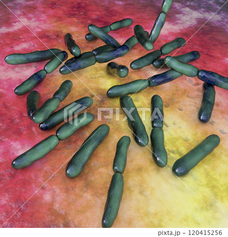 Bacteria Bifidobacterium, normal flora of human intestine 120415256