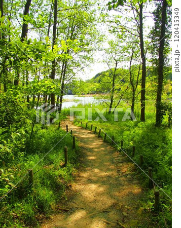 池に続く小道のある春の林風景 120415349