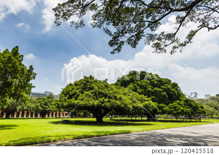Beautiful view of the large Banyan Garden on the National Cheng Kung University (NCKU) campus in Tainan, Taiwan. Beautiful view of the large Banyan Garden on the National Cheng Kung University (NCKU) campus in Tainan, Taiwan. 120415518
