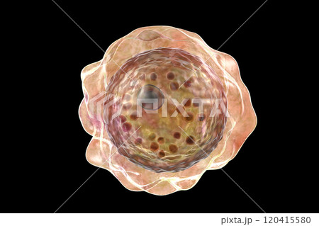Cyst of Balamuthia mandrillaris amoeba Cyst of Balamuthia mandrillaris amoeba 120415580