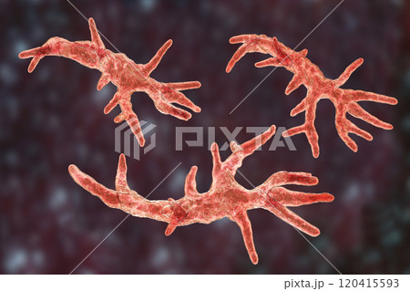 Balamuthia mandrillaris amoeba 120415593