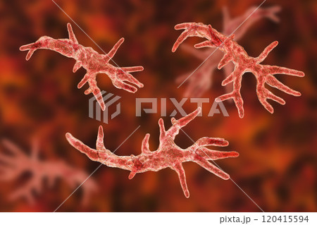 Balamuthia mandrillaris amoeba Balamuthia mandrillaris amoeba 120415594